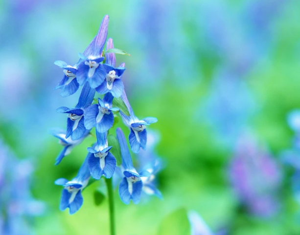 大自然是超凡的設(shè)計者