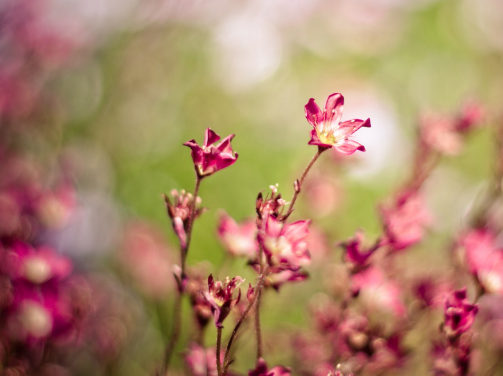 文化設計之諸多廣告形式
