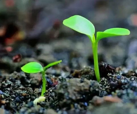 品牌logo在現(xiàn)代企業(yè)營銷中的作用