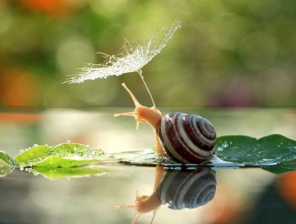 達爾文：大自然超凡的設(shè)計者！