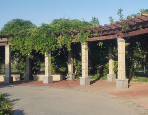 校園樹種選擇與配置