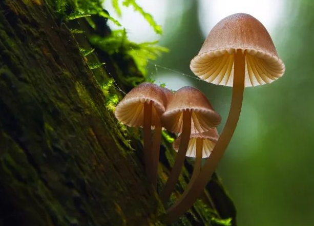 企業(yè)logo品牌擴(kuò)展、三大策略！