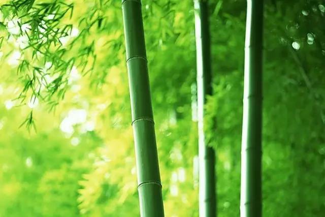 校園文化墻之內(nèi)涵養(yǎng)神！