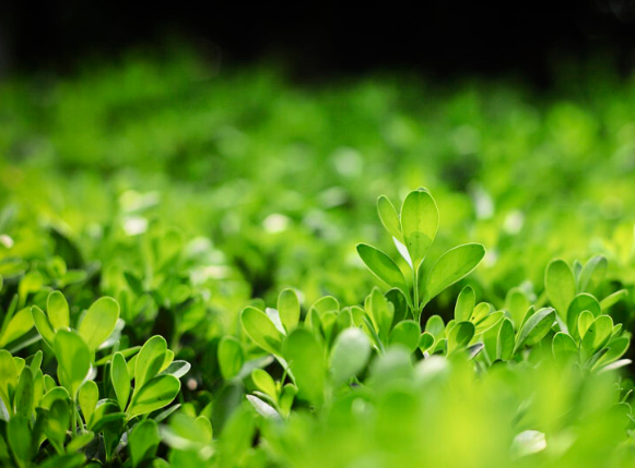 簡述綠色校園的要素