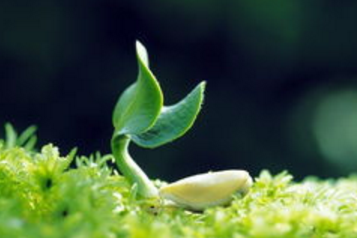 小學(xué)校園文化建設(shè)的文化建設(shè)和具體行動階段