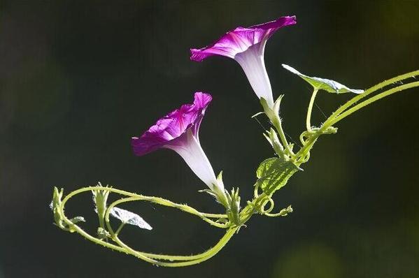 設計的本質(zhì)和目的