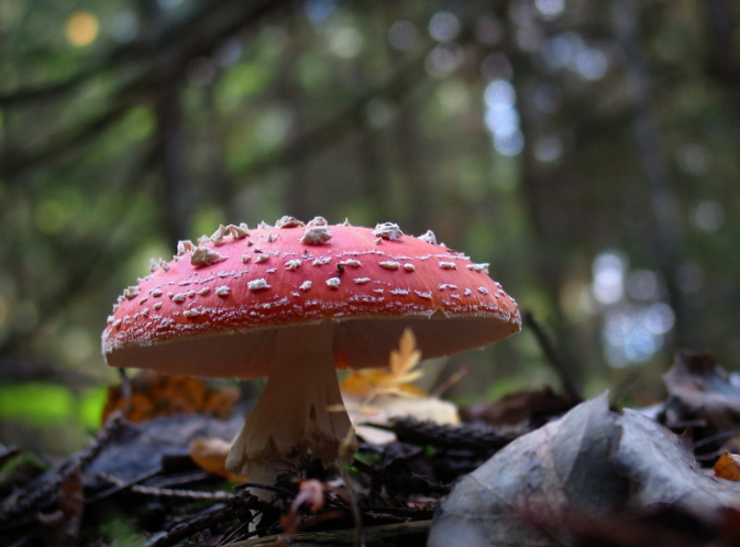 文化設(shè)計之廣告