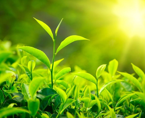 形象價(jià)值觀和學(xué)校標(biāo)識美感要